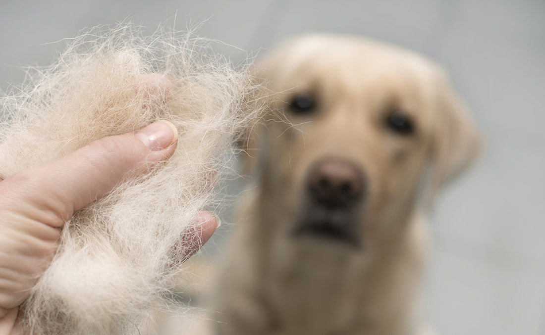 Pourquoi est-il essentiel de brosser régulièrement son chien ?